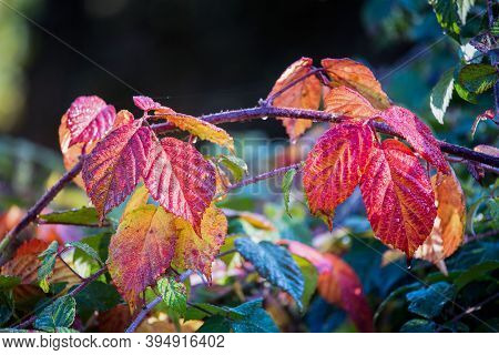 Red Leaves Of Blackbery. Autumn Sunny Day.