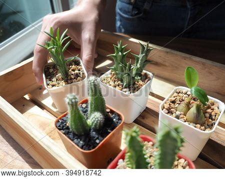 Woman Gardener Selecting Cactus To Wooden Tray And Holding A Succulent Cactus Pot In The Flower Shop