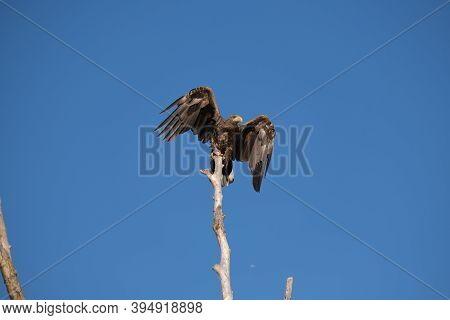 White-tailed Eagle - Haliaeetus Albicilla Preparing To Take-off