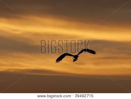 석양에 비행 중에 큰 사냥 물 수리 새