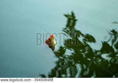 Nice Colorful Aromatic Ginger Or Minarcap Fish Cought In Hook