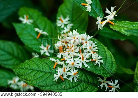 Shiuli Or Night-flowering Jasmine Nyctanthes Arbor-tristis, Or Parijat Or Hengra Bubar