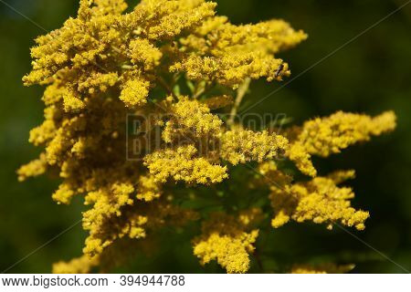 A Large Shrub Blooming With Small Yellow Flowers