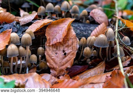 Close Up Of Coprinellus Micaceus Or Fungus Mushroom