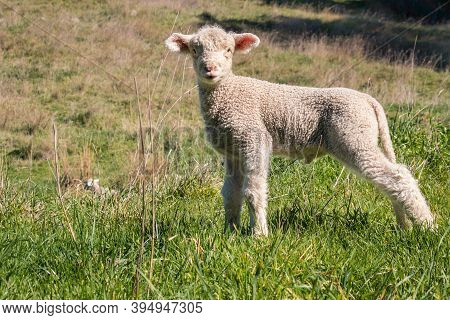 Closeup Of A Newborn Little Lamb Standing In Paddock And Bleating