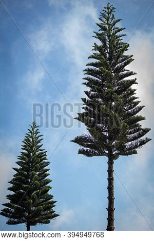 View Of Pine Trees With Sky Background, Yercaud, India