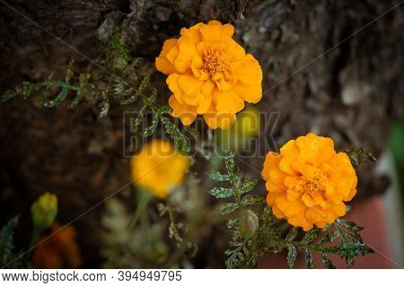 Yellow Marigold Flowers With Natural Background, Yercaud, India