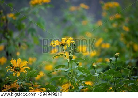 Beautiful Yellow Flowers (known As Melampodium) Belonging To Sun Flower Family.