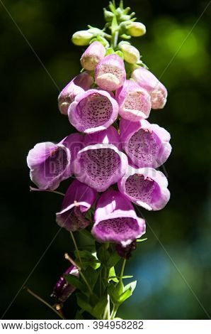 Purple Ladys Foxglove Is A Flower Of Poison And Medicine