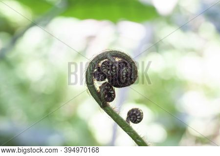 Beautiful Fresh Green Young Wild New Zealand Ferns (koru) Bud In A Spiral Shape In The Forest On Blu