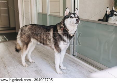Cute Big Dog Husky Standing In Living Room Inddor