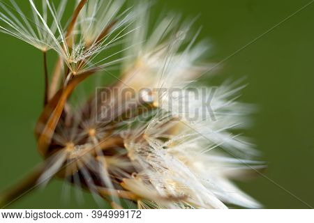 Dandelion Plant. Close Up Macro Photography With Glistening Dew