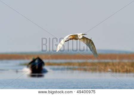 Hejren flyver (egretta garzetta)