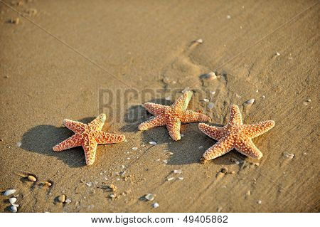 étoiles de mer sur le sable mouillé au lever du soleil/coucher du soleil