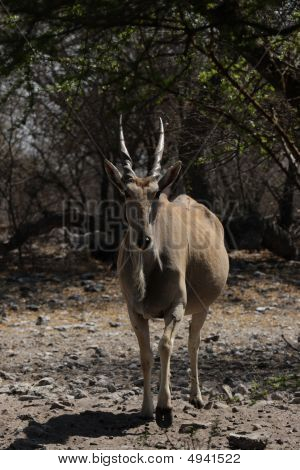 Eland (taurotragus Oryx)