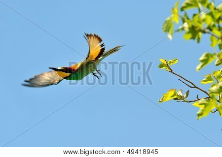 Avrupa arı kuşugiller (arı kuşu Apiaster) açık