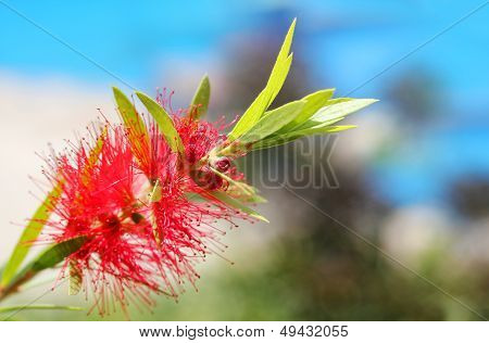 Bright Red Bottle Brush(callistemon) Flower With Sky In Background