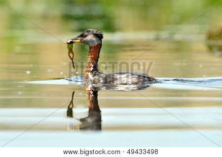 Wasservogel auf dem See (Podiceps Grisegena)