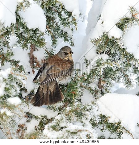 pamukçuk şube kış (Turdus burnu) üzerinde