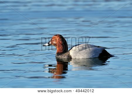 ankka järvellä (aythya ferina)