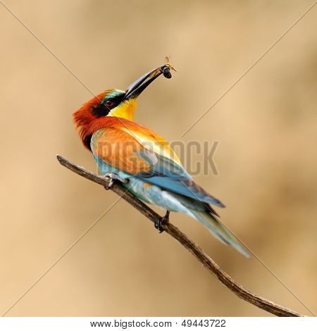 Avrupa arı kuşugiller (arı kuşu Apiaster) açık