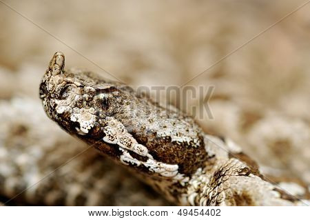 vipère de grand-duc (vipera ammodytes)