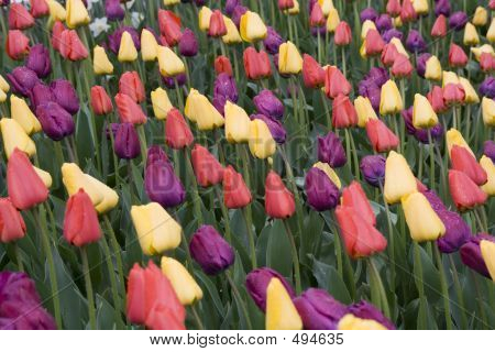 Tulipán kert
