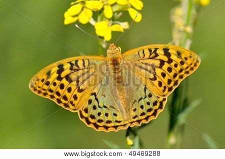 motyl w naturalnym środowisku (melitaea aethera)