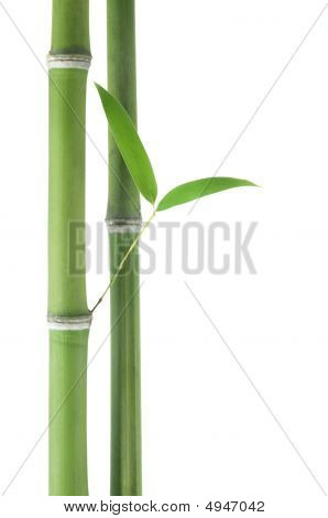 Bambu yli valkoista taustaa