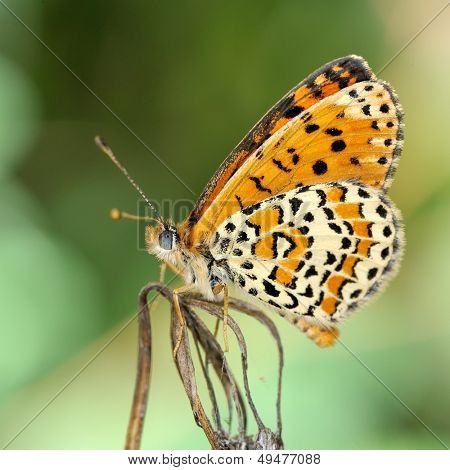 motyl w naturalnym środowisku (melitaea aethera)