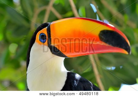  Tukan odkryty - Ramphastos sulphuratus