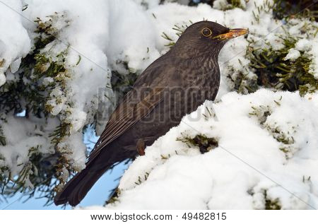 Merlo in habitat naturale (turdus merula)