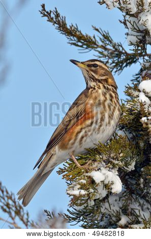 Red wing ardıç (turdus iliacus)