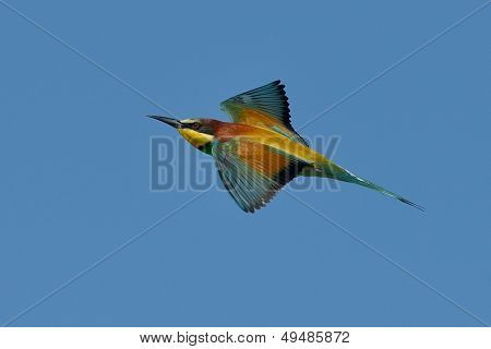 Avrupa arı kuşugiller (arı kuşu Apiaster)