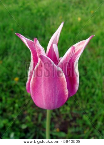 Tulipán
