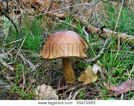 Mushrooms Xerocomus