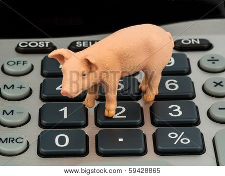 a pig and a calculator as a symbol photo for costs and income for a farmer in the landwirtschaft.ausgaben