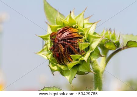 Sunflower bud