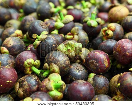 Tropical mangosteen