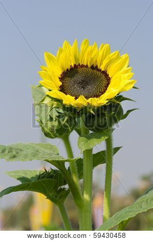 Sunflower