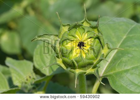 Sunflower bud