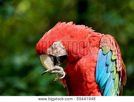 Macaw
