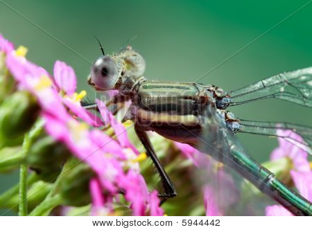 große Spreadwing damselfy