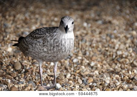 gull