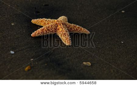 Starfish