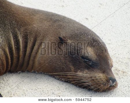 Galapagos Seelöwe