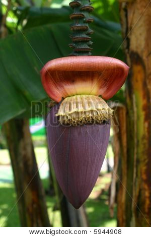 Banan blomst