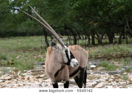 Oryx