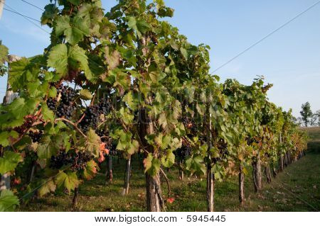 Weinberg im Herbst
