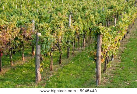Weinberg in Herbst